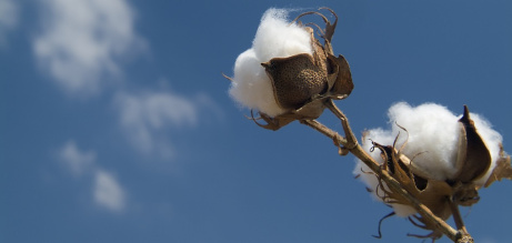 Better Cotton Initiative remodela su cúpula tras la marcha de su presidenta a Nike